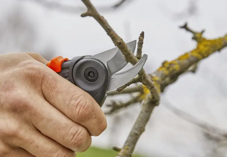 KÉO CẮT CÀNH EXPERTCUT GARDENA 12202-20 - Ảnh 4